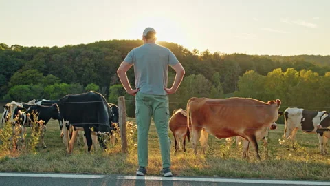 Farmer Watching Dairy Cows Grazing at Sunset Stock Footage 344562140
