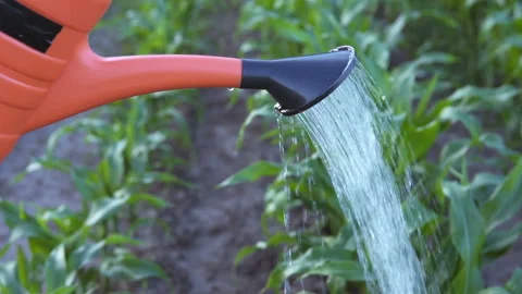 Farmer watering corn on the field Stock Footage 109493069