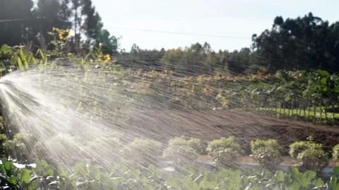 Farmer watering crops. Stock Footage 89525534