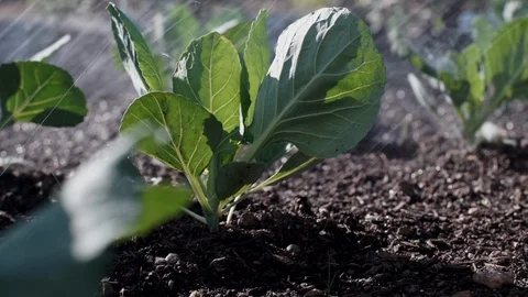 Farmer watering crops. Stock-Footage 89525792