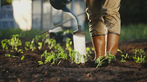 A farmer watering planted tomato seedlings from a watering can Stock Footage 157151953