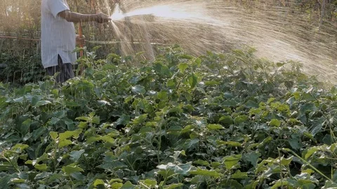 Farmer watering plants Stock Footage 104592835