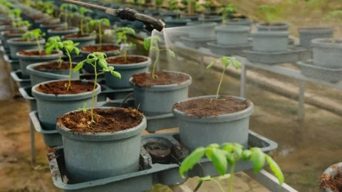 Farmer watering rows of seedlings inside a large greenhouse. Greenhouse Stock Footage 325976715