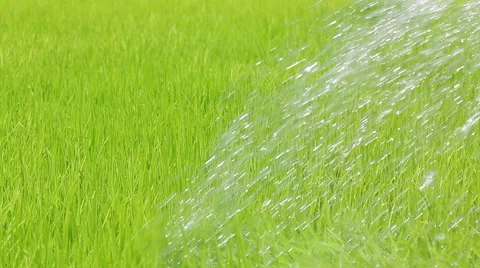 Farmer watering small rice sprout in farm plant Stock Footage 40975615