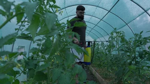 Farmer Watering Tomato Plants Inside Greenhouse Stock Footage 341767308
