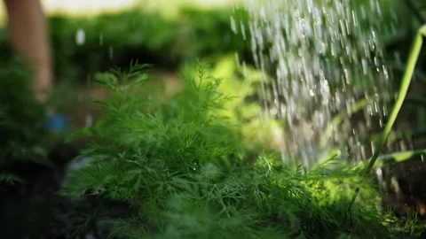 A farmer waters the beds with dill and salad greens in the farm garden. Stock Footage 256300902