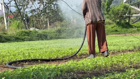 A farmer waters rows of young crops using a flexible hose directing a steady Stock Footage 331866032