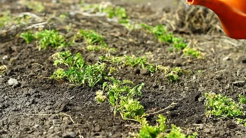 Farmer waters young vegetables Video stock 127314923