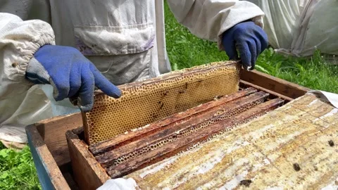 Farmer wearing bee suit working with honeycomb in apiary. Stock Footage 248770071