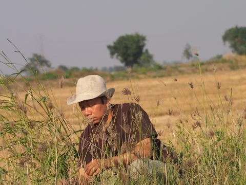 A farmer wearing a hat is pulling out the grass in the rice field. Stock Photos