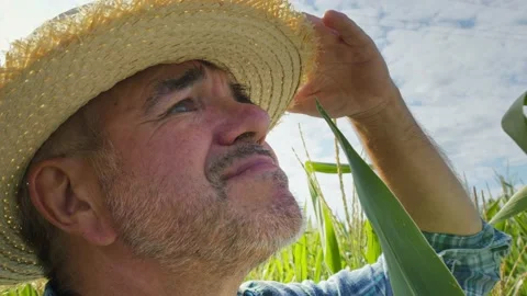 Farmer wearing straw hat standing in cornfield and looking around close-up. Man Stock Footage 159503877