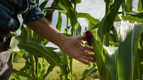 Farmer wearing straw hat walking through corn field. Man going between corn rows Stock Footage 159503952