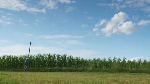 Farmer wearing straw hat walking near cornfield. Man going to corn rows side Stock Footage 159504342