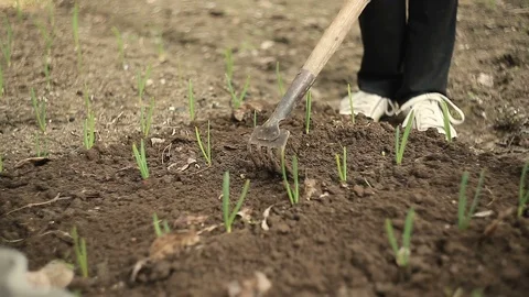 Farmer weeding the onions Stock Footage 90097904
