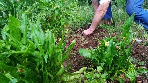 Farmer weeding vegetable garden by hand Stock-Footage 333850611