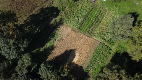 A farmer weeds in her field between celery and beetroot 스톡 동영상 220442858