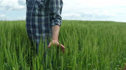 Farmer in a Wheat Field Stock Footage 51396256