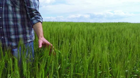 Farmer in a Wheat Field Stock Footage 61107578