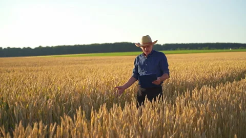 Farmer on a wheat field. Stock Footage 134777736