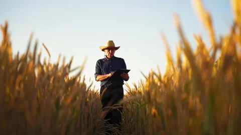 Farmer in wheat field Stock Footage 135604475