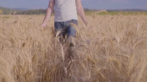 Farmer In Wheat Field Gently Touching Wheat Ears Vídeo Stock 165033400