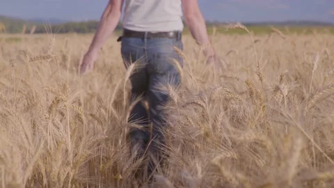 Farmer In Wheat Field Gently Touching Wheat Ears Vídeo Stock 165033430