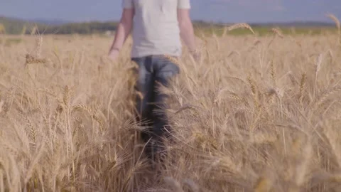Farmer In Wheat Field Gently Touching Wheat Ears Vídeo Stock 165033529