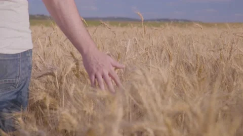 Farmer In Wheat Field Gently Touching Wheat Ears Vídeo Stock 165033839