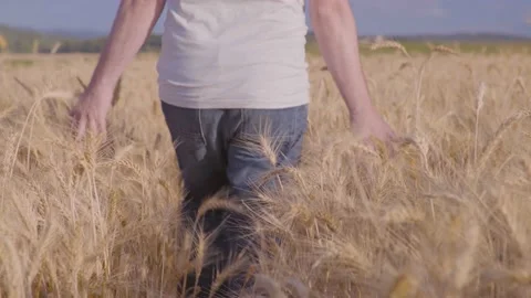Farmer In Wheat Field Gently Touching Wheat Ears Vídeo Stock 165033866