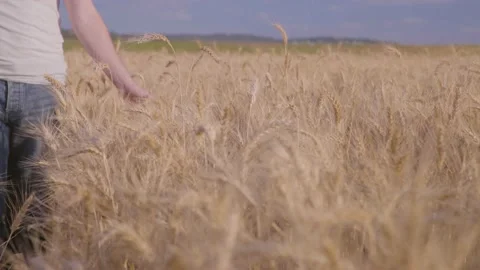 Farmer In Wheat Field Gently Touching Wheat Ears Vídeo Stock 165033914