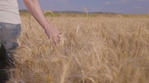 Farmer In Wheat Field Gently Touching Wheat Ears Vidéo 165034019