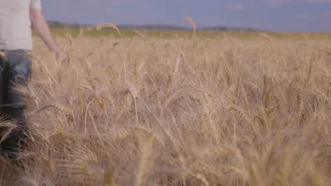 Farmer In Wheat Field Gently Touching Wheat Ears Vídeo Stock 165034059