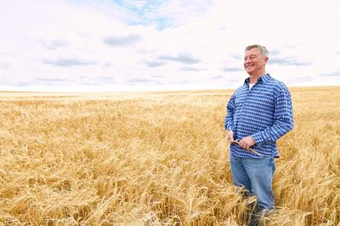 Farmer In Wheat Field Inspecting Crop Stock Photos