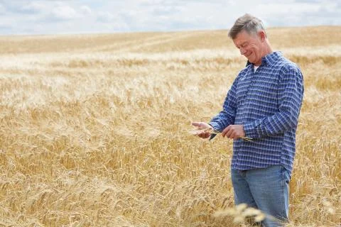 Farmer In Wheat Field Inspecting Crop Stock Photos