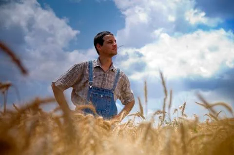 Farmer in a wheat field Stock Photos