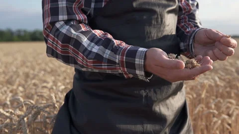 Farmer in a wheat field with spikelets in his hands Vídeo Stock 116892433
