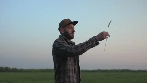 A farmer in a wheat field at sunset. Stock Footage 251112517