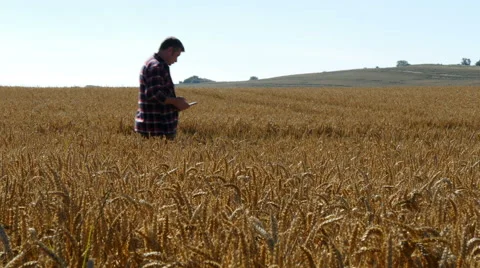 Farmer in wheat field using tablet PC to check crop, 4k, UHD Stock Footage 53204620