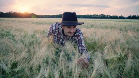 Farmer on the wheat fields Stock Footage 109050305