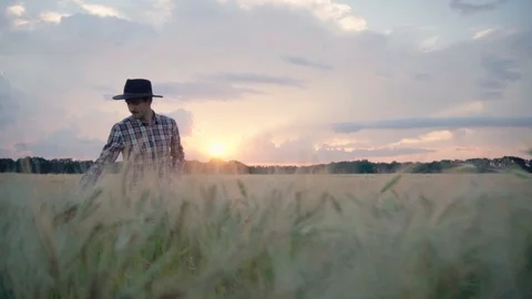 Farmer on the wheat fields Stock Footage 109050348