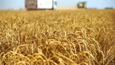 Farmer. Wheat, Harvesting. Stock Footage 246844505