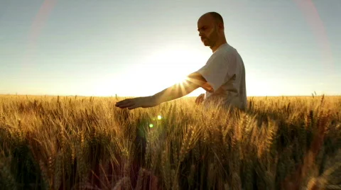 Farmer in wheatfield Видео 791579