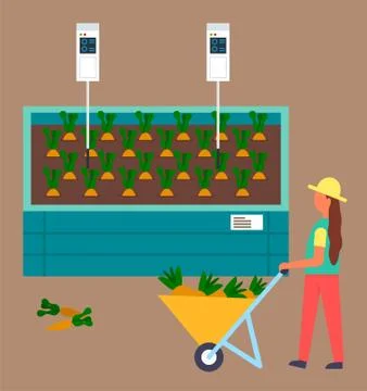 Farmer with wheelbarrow full of carrots, control process of growing carrots Stock Illustration