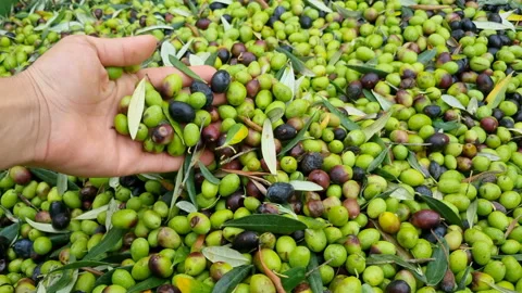 Farmer while handle harvested biological olives,extra virgin oil production Video stock 220890453