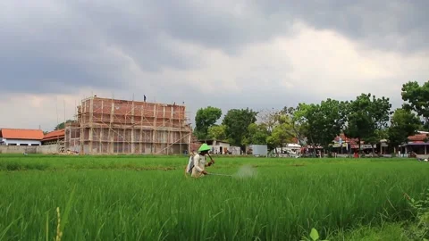 Farmer while spraying rice plants with pesticides Stock Footage 140164852
