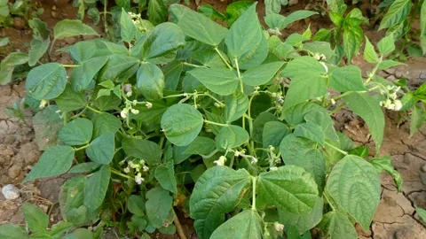A farmer who controls the broad bean plant in the amateur natural hobby garde Stock Footage 135757142