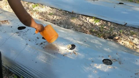 A farmer who waters the plants manually Stock Footage 273231198