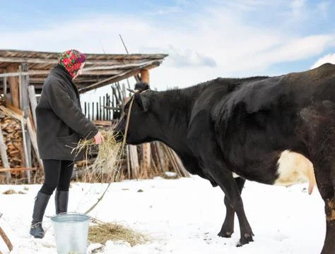 Farmer in winter clothes fed cows Stock Photos