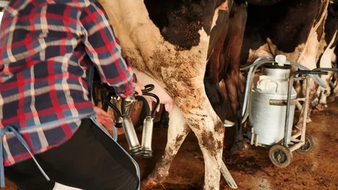 Farmer woman milking a cow with Milking ... | Stock Video | Pond5