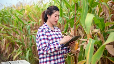 Farmer woman using digital tablet computer in field, technology application i Stock Footage 202064019